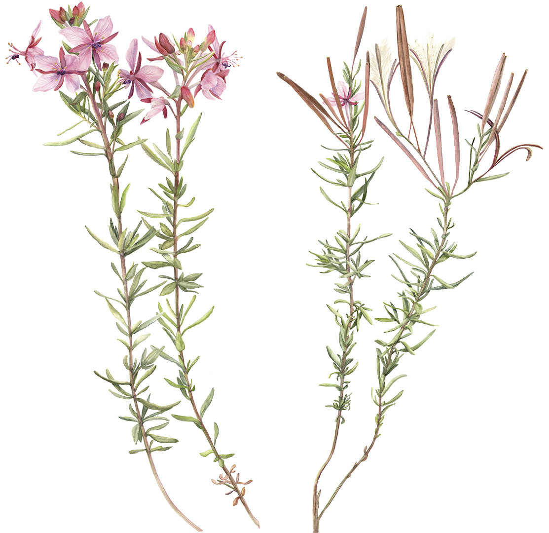 Epilobium fleischeri